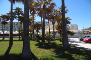 Ein Park mit grünem Gras, Palmen und parkenden Autos, mit Gebäuden und einem klaren blauen Himmel im Hintergrund.