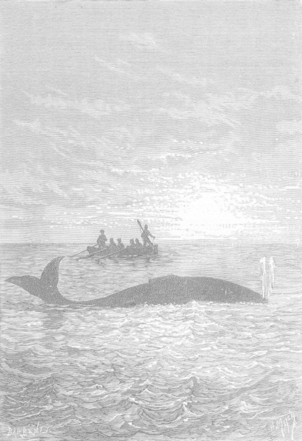 Schwarz-weiß-Illustration eines Buckelwals im Meer mit einem Boot im Hintergrund und Text unten, der "Buckelwal von William Hogarth" lautet.