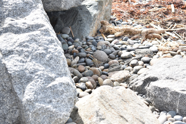 Ein steiniger Strand mit verstreuten Steinen und Kieseln, der eine kleine Eidechse auf einem Stein zeigt und trockene Blätter und Stöcke im Hintergrund.