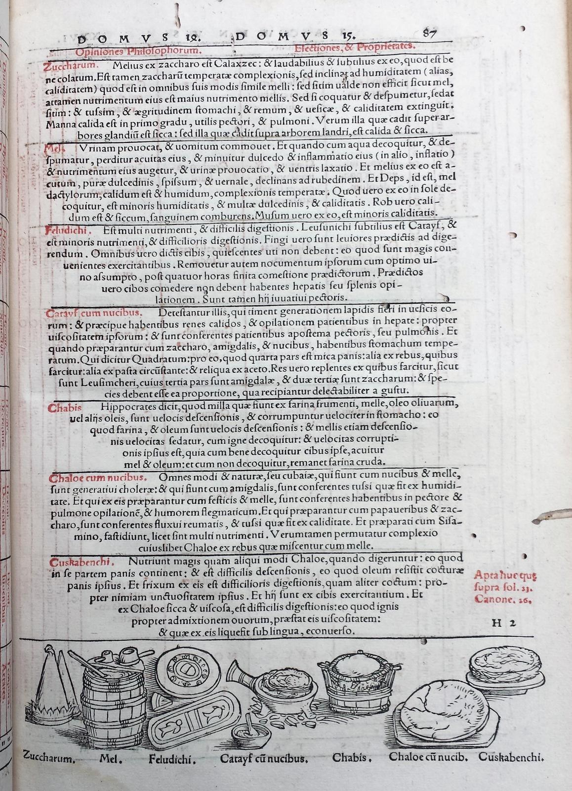 Offenes Buch mit detaillierten Illustrationen von Obst, Gemüse und Getreide neben mehrfarbigem, unterschiedlich geschriebener Text.