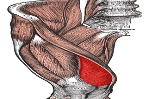 Diagramm des Oberschenkels mit einem hervorgehobenen roten Punkt, der ein Ligament anzeigt, begleitet von erklärendem Text über Muskeln und Ligamente.