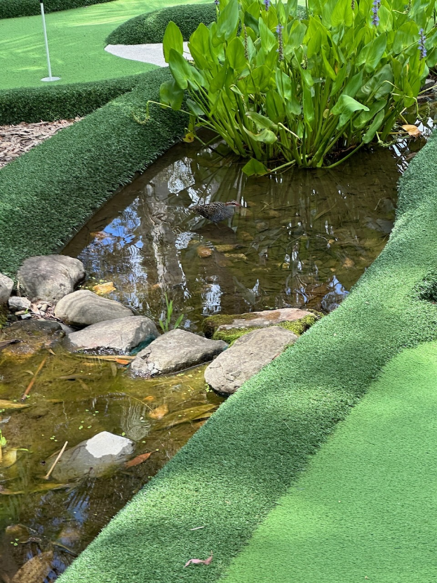 Ein Minigolfplatz mit einem Teich in der Mitte, umgeben von grünem Gras, Pflanzen und Steinen, mit einem schwimmenden Vogel und Bäumen im Hintergrund.