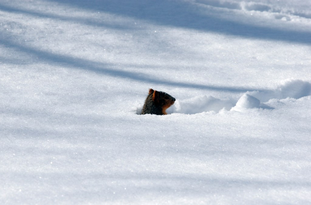 Ein Schnurrbart im Schnee sichtbar.