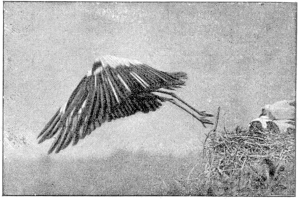 Ein Schwarz-Weiß-Foto eines Storchs, der über ein Nest fliegt und seine Flügel ausbreitet, das Nest befindet sich auf der rechten Seite und es gibt Text unten.