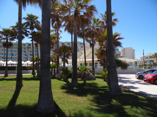 Ein Park mit grünem Gras, Palmen und parkenden Autos, mit Gebäuden und einem klaren blauen Himmel im Hintergrund.