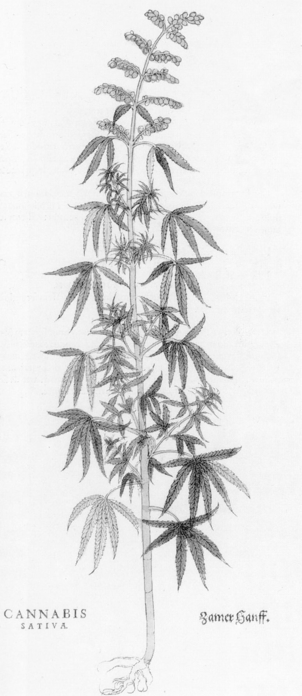 Schwarze und weiße Linienzeichnung einer Cannabis Sativa-Pflanze mit beschrifteten Blättern und Stielen.