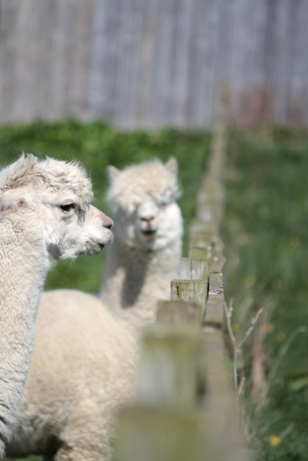 Schafe in weißer Farbe nahe einem Holzzaun, mit unscharfen Pflanzen im Hintergrund.