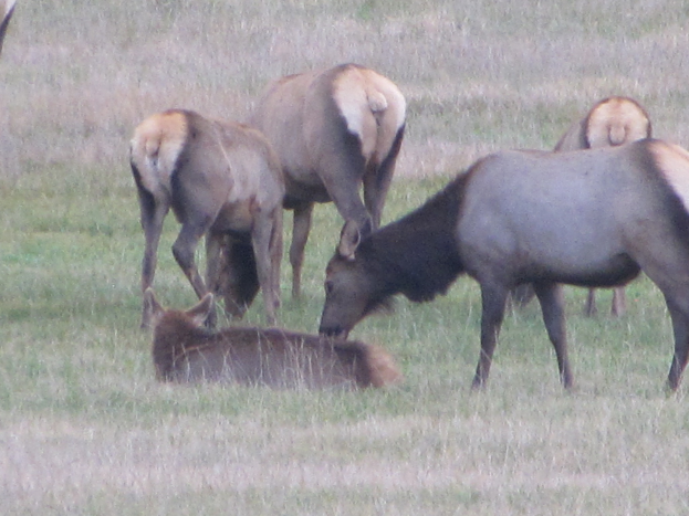 Eine Herde Elche mit braunen und cremefarbenen Flecken auf einer leuchtend grünen Wiese.
