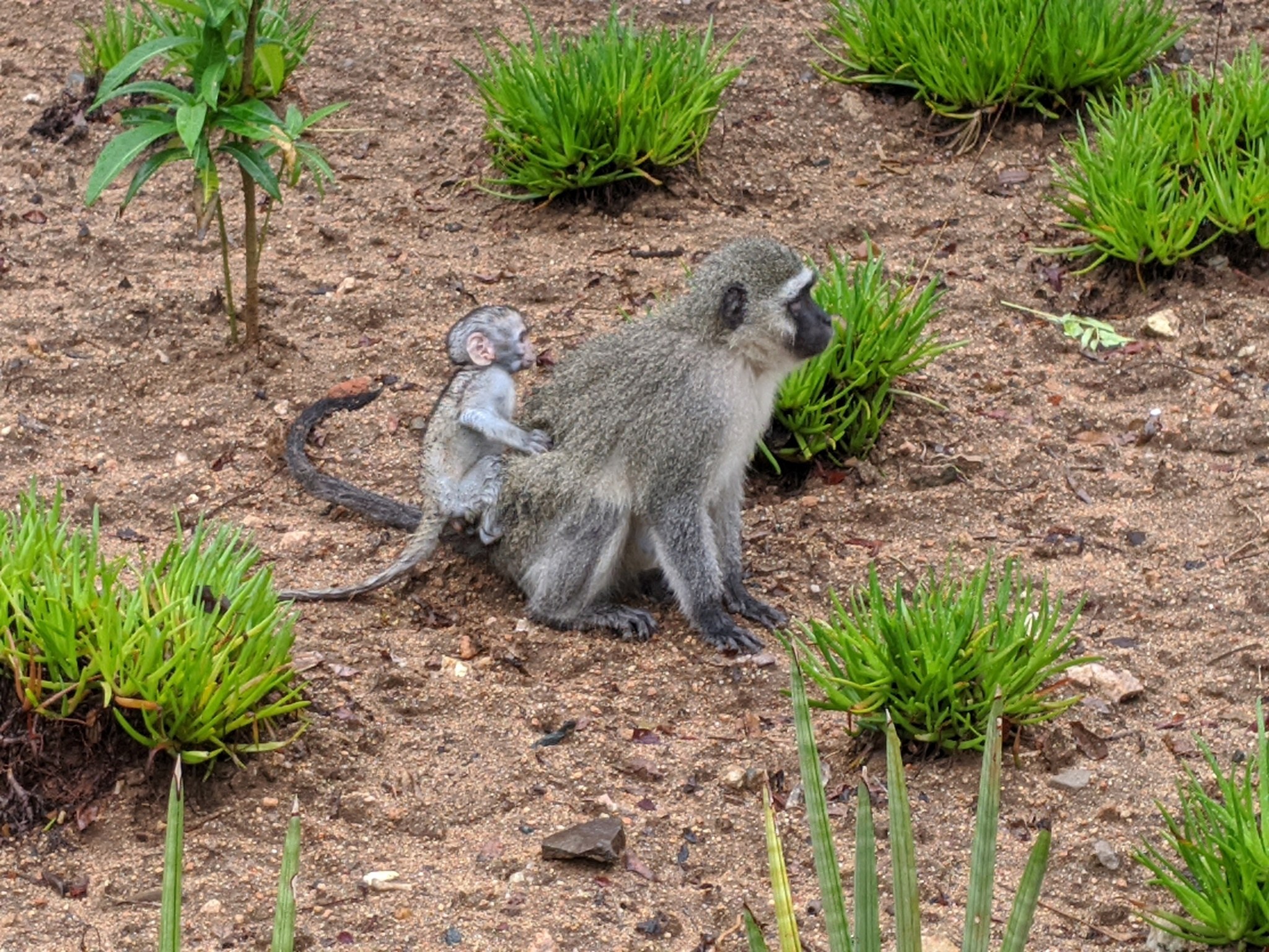 Ein Grüne Meerkatze und ihr Baby sitzen auf dem Boden umgeben von Pflanzen, die Mutter hält das Baby nah an ihre Brust, beide zeigen neugierige Ausdrücke.