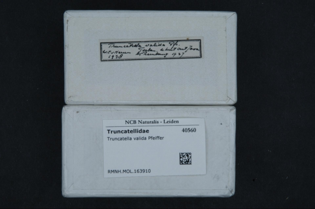 Ein weißer Karton mit einem schwarzen Hintergrund, beschriftet mit "Truncatellidae - Truncatella Valida Pfeiffer" und einem Strichcode unten.