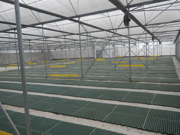 Ein großes Gewächshaus mit grünem Bodenbelag, Metallstangen, einer Glaswand und einem Dach, das ein hydroponisches System beherbergt.