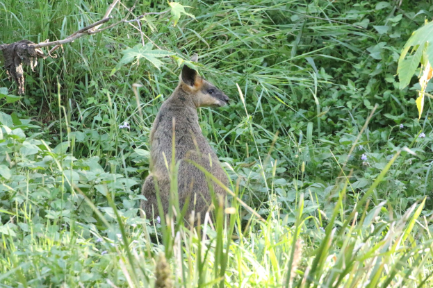Ein Wallaby mit braun-schwarzem Fell, aufgerichteten Ohren und wachsamer Miene steht im Gras bei Pflanzen.