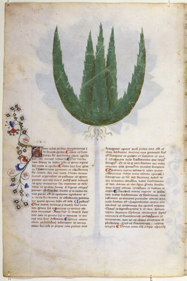 Ein aufgeschlagenes Buch mit einer detaillierten Illustration einer Aloe-Vera-Pflanze und begleitendem Text über die Pflanze.