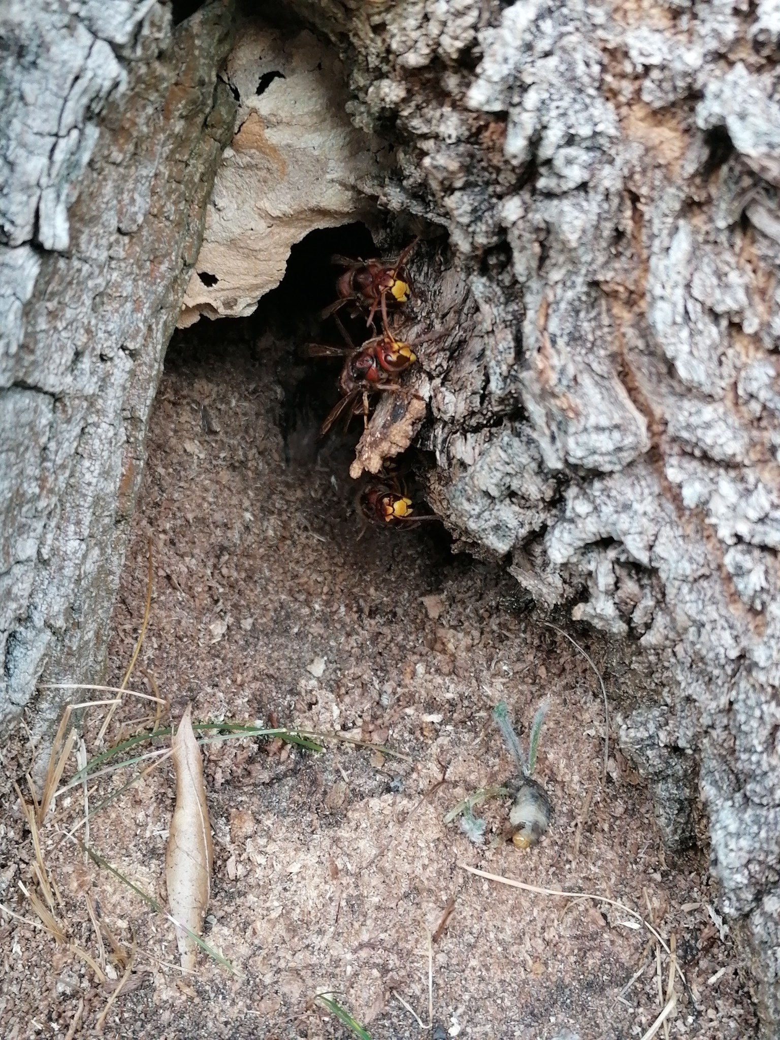 Imker warnen vor 'tickender Zeitbombe'