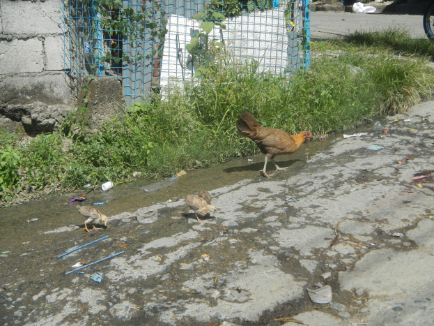 Eine Gruppe von Hühner, die eine Straße entlanggehen neben einem Zaun, mit Gras, Pflanzen und einer Wand, und ein Fahrzeug im Hintergrund.