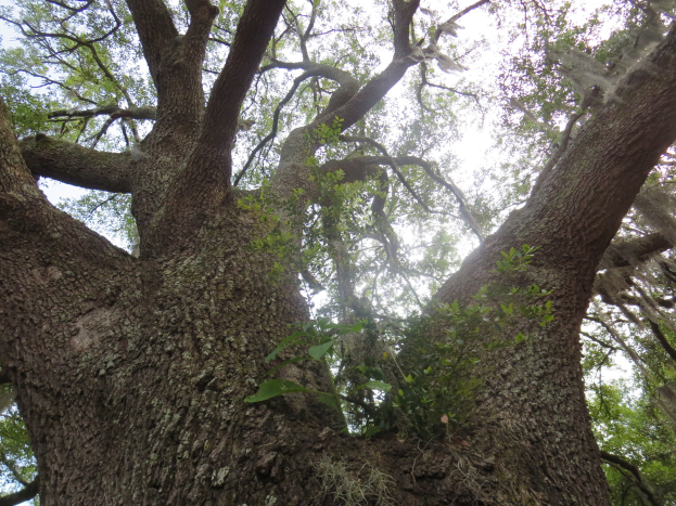 Eine große Lebenseiche steht majestätisch in der Mitte eines Waldes, ihr stabiler Stamm und die raue Rinde tragen grüne Blätter, die sich dem Himmel entgegenstrecken.